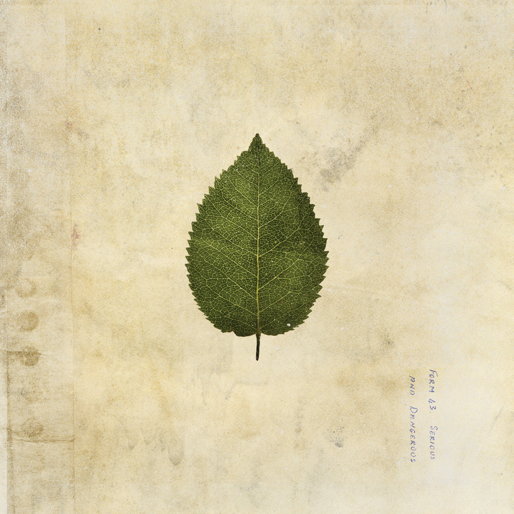 The Cold Still: Limited Green Swirl Vinyl LP
