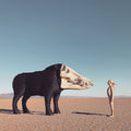 Dream Hunting in the Valley of the In-Between: CD